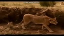 Most Amazing Wild Animal Attacks
