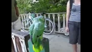 Самый веселый попугай