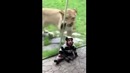 Страх на видео зашкаливает