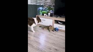 Funny animals – Funny cats / dogs – Funny animal videos 289