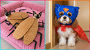 Cute PETS in Costumes That’ll Make Your BRAIN Happy