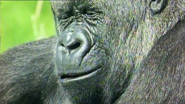 Gorilla Wonders Why He Can’t Get a Job | Walk On The Wild Side | Funny Talking Animals | BBC Earth