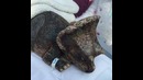 ШОК! Маленький выживший Динозавр – Они всё таки существуют