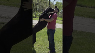 World’s tallest dog is a softie