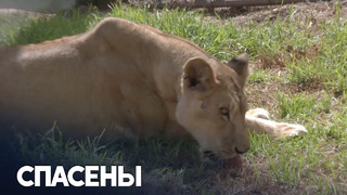 11 львов спасли от войны в Судане и привезли в ЮАР