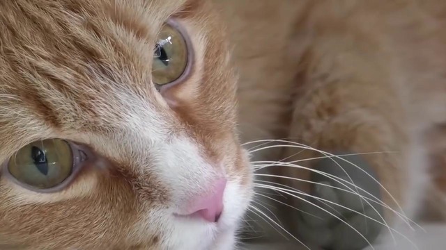 В Новосибирске живёт кот Рыжик с напечатанными на 3D-принтере лапами