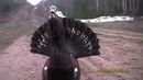 Храбрый глухарь 2 (Wild cock 2)