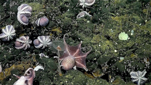 Уникальное и крупное место размножения осьминогов нашли у побережья Коста-Рики