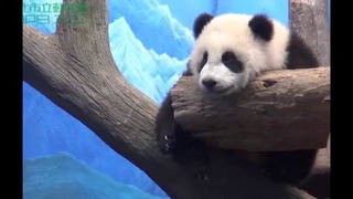 Панда играет перед сном