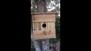 Неожиданная находка в скворечнике