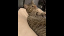 Funny animals – Funny cats / dogs – Funny animal videos / Best videos of August 2022