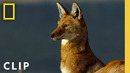 Protecting the Queendoms | Queens | National Geographic
