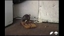 Эстонская мышеловка