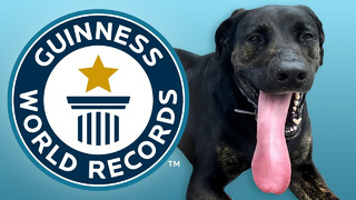 Longest Tongue on a Dog – Guinness World Records