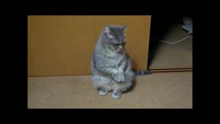 Кот показывает мастер-класс в танце