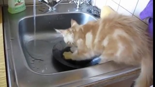 Кот хозяин дома, сам моет посуду