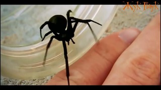 10 самых необычных и красивых пауков