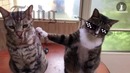 Кот сдал своего подельника