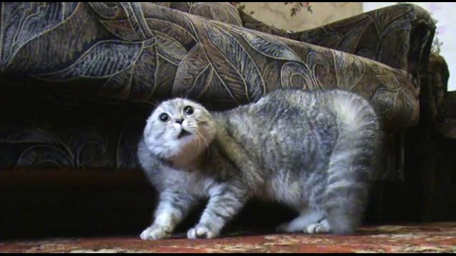 Говорящий кот Тихон