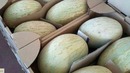 10. Қовунни экспортга тайёрлаш: маркетинг стандартлари – маркировка