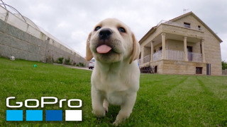 GoPro: Puppy Mashup