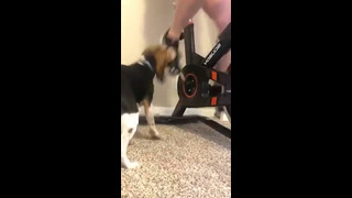 Beagle Spins Along With Stationary Bike #shorts
