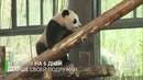Весь Китай придумывает имена для маленьких панд