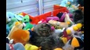 Вытащи кота