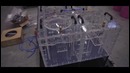 Удивительная анимация, созданная из капель воды, как это было сделано