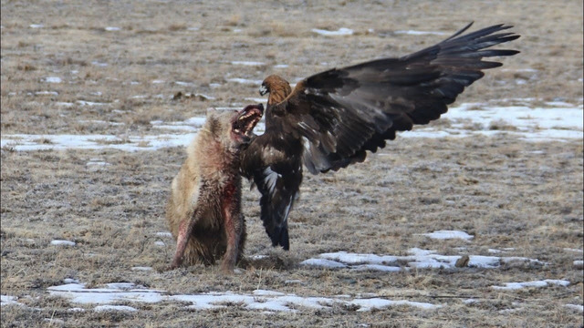 Жуткие нападения Орла на животных снятых на камеру. Орел в деле