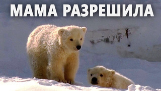 Два белых медвежонка впервые вышли на публику в зоопарке в Якутии