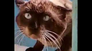 Перепуганный кот-партизан