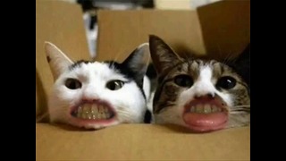 Weird Laughing Cats