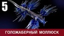 Топ 10 самых странных существ на Земле! Часть 3