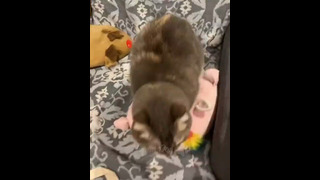 Funny animals – Funny cats / dogs – Funny animal videos 242