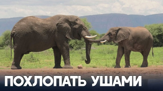 Слоны приветствуют друг друга разными способами, как люди