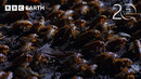 The Biggest Insect Emergence on the Planet | 20 Years of Planet Earth | BBC Earth