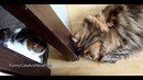 Когда нечем заняться котам