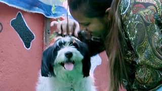 Кафе, где можно побаловать собак, открылось в Индии