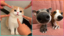 The Funniest Animal Videos Ever
