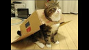 Funny cat & Смешные КОТИКИ 13 11 2019