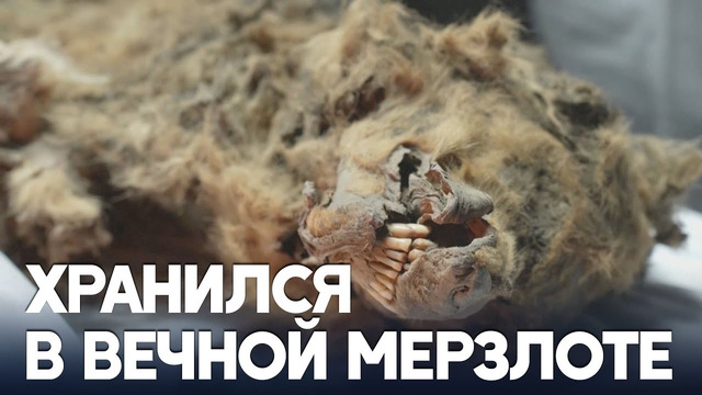Российские учёные исследуют уникальную тушу волка возрастом 44 000 лет