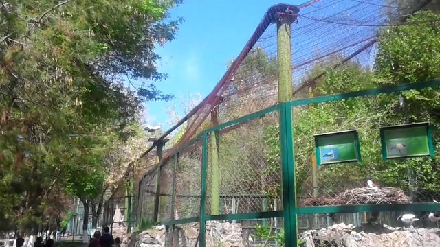 Дикие Аисты в Ташкентском зоопарке