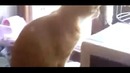 Кот гавкает на голубя