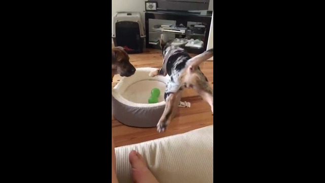 Pup Leaps To Protect Toy #shorts