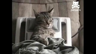Кот снимает стресс