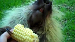 Милый дикобраз ест кукурузу