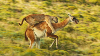 Puma Risks Life to Hunt | Dynasties II | BBC Earth