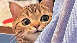 Best Funny cat videos 2023 Funny animal videos of Summer 2023