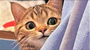Best Funny cat videos 2023 Funny animal videos of Summer 2023